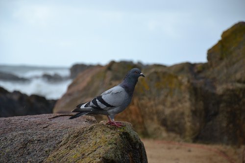 pigeon  sea  rocks