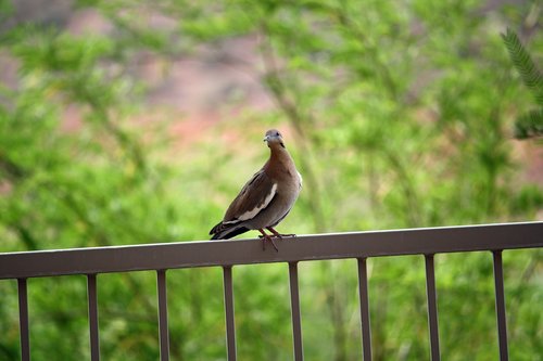 pigeon  bird  balcony