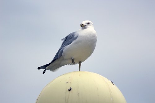 pigeon  bird  standing