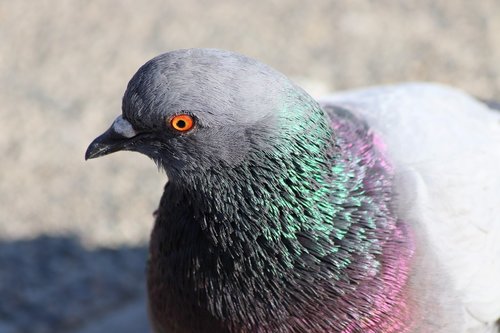 pigeon  animal  bird
