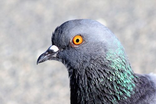 pigeon  bird  orange eye
