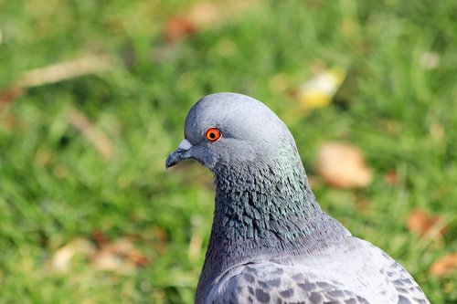 pigeon  bird  orange eye