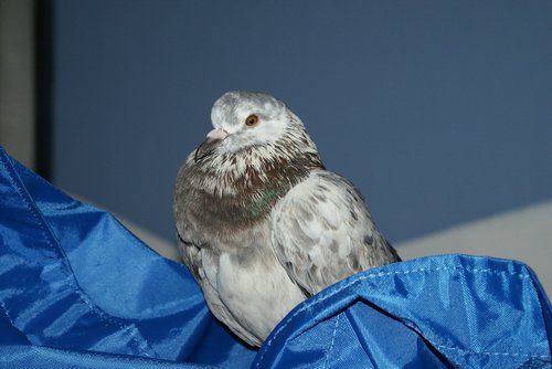 pigeon  bird  plumage