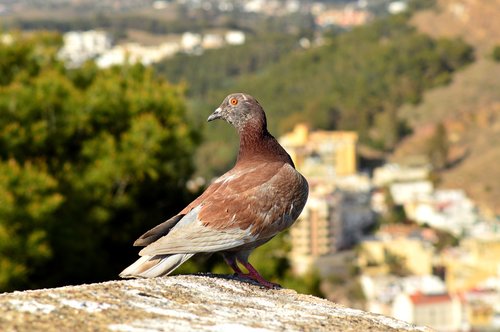 pigeon  animal  nature
