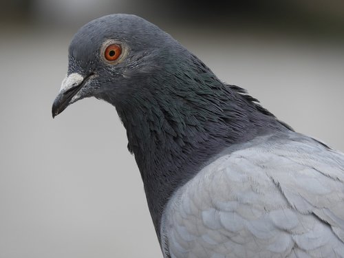 pigeon  bird  dove