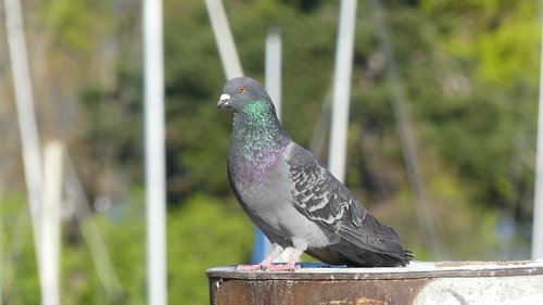 pigeon  nature  bird