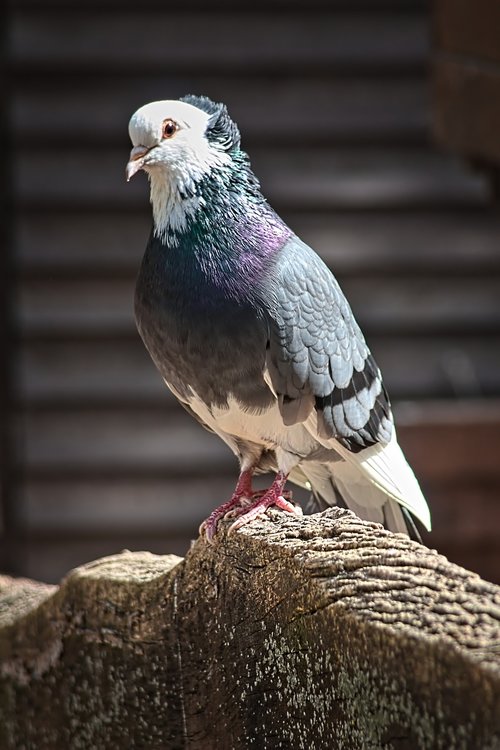 pigeon  color  bird