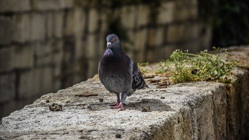 pigeon  bird  nature