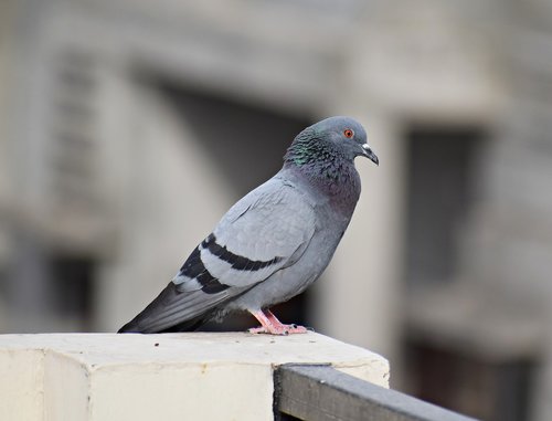 pigeon  bird  dove