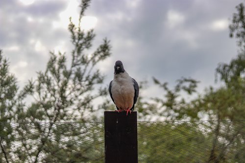 pigeon  bird  animal