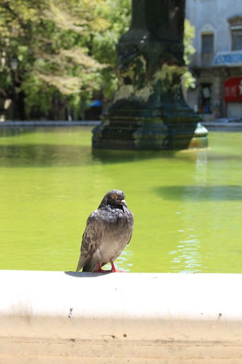 pigeon bird fountain