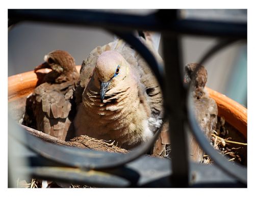 pigeon bird bird's nest