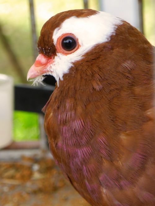 pigeon head portrait