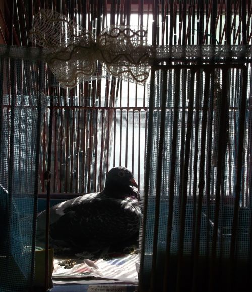 pigeon cage dark