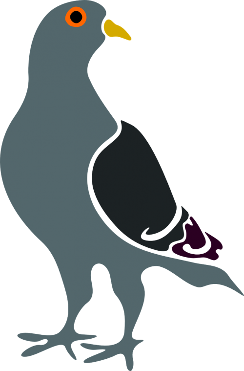 pigeon grey blue