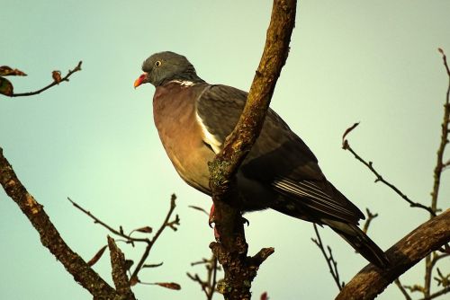 pigeon birds branch