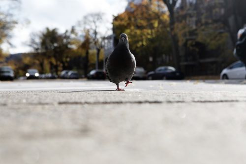pigeon bird walking