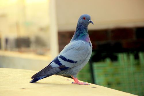 pigeon bird animals