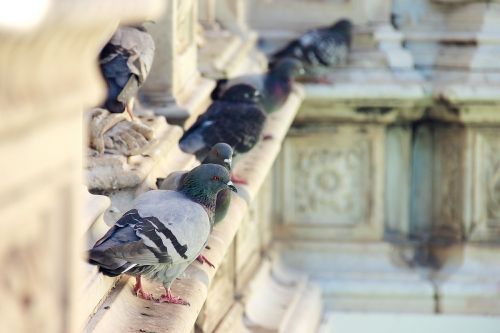 pigeon fountain italy