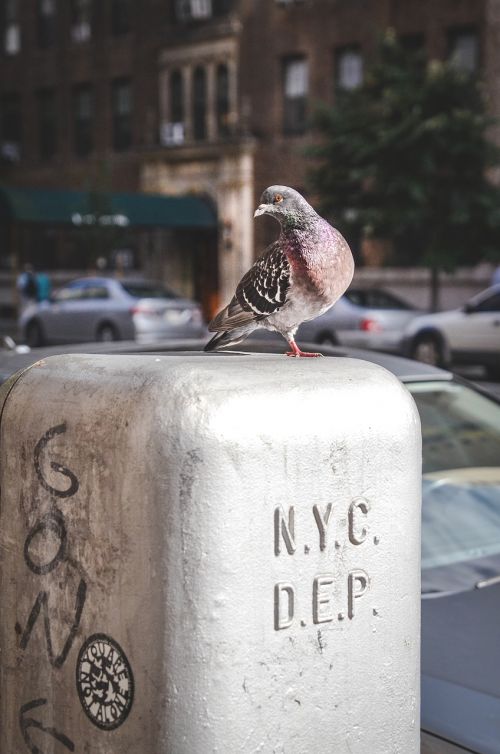 pigeon bird looking