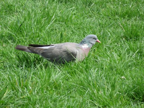 pigeon outdoor bird