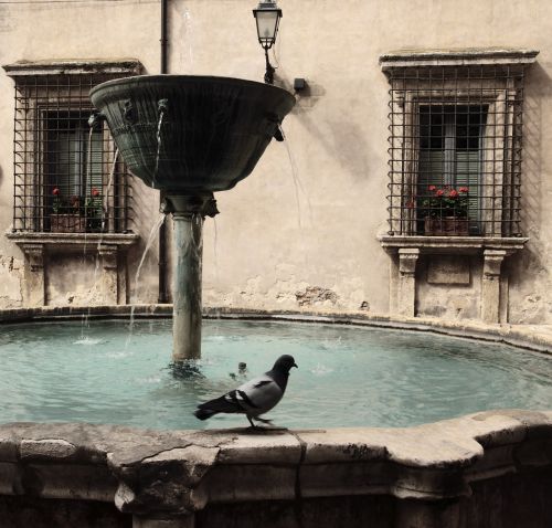 pigeon fontana narni