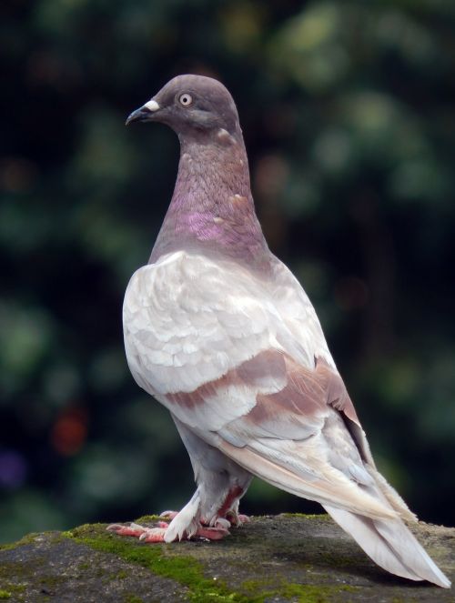 pigeon rock pigeon bird