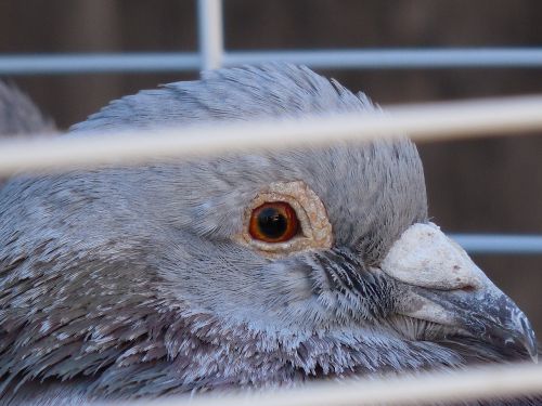 pigeon caged bird