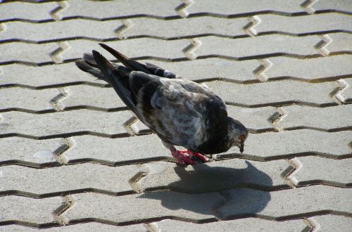 pigeon gray-black bird