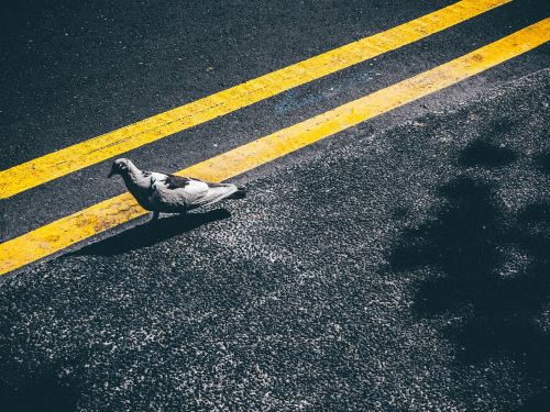 pigeon bird pavement