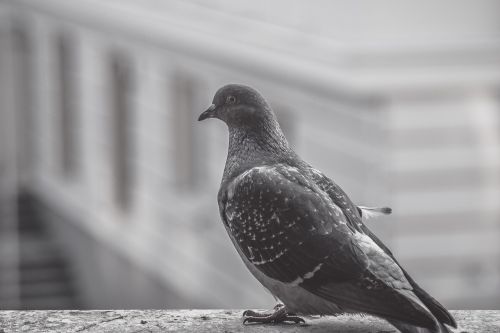 pigeon bird balcony
