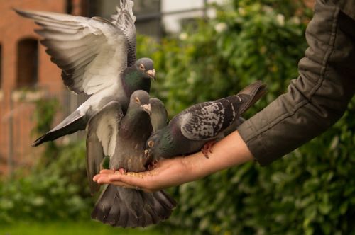 pigeon hand person