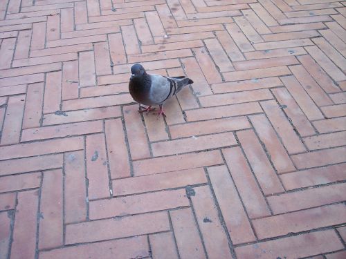 pigeon colombo bird