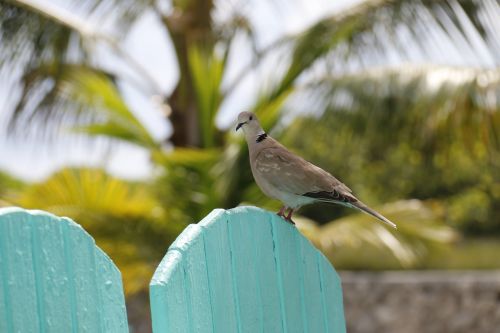 pigeon bird nature