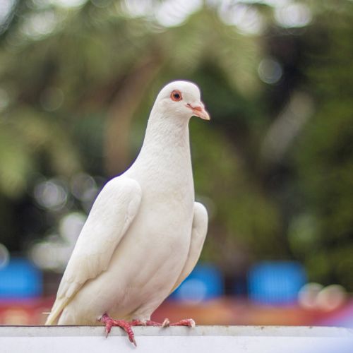 pigeon pigeons white