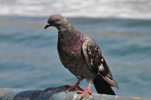 Pigeon At Beach #2