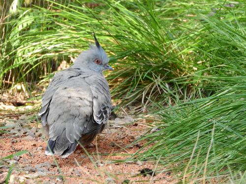 pigeon crested ocyphaps lophotes australian pigeon