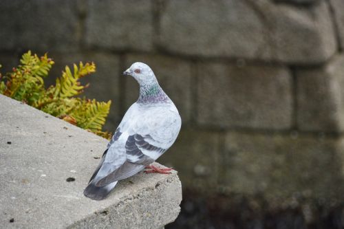 Pigeon Of The Cities