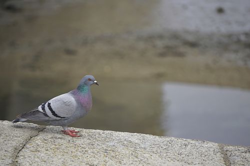 Pigeon In The City