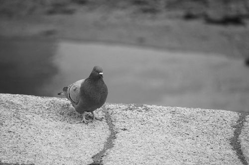 Pigeon In The City