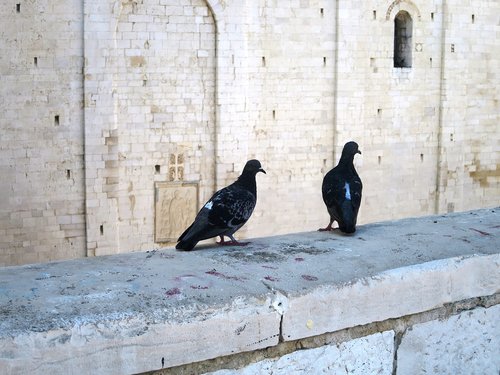 pigeon pair  masonry  italy