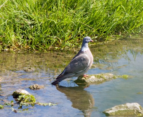 Pigeon Portrait