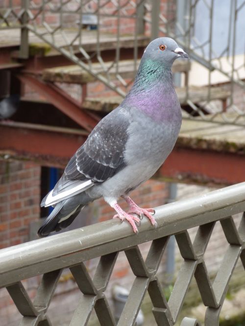 Pigeon On A Guardrail