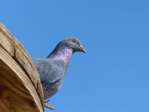 Pigeon Waiting
