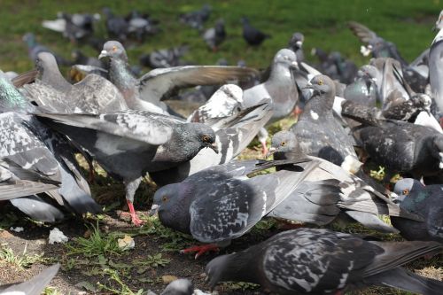 pigeons birds food