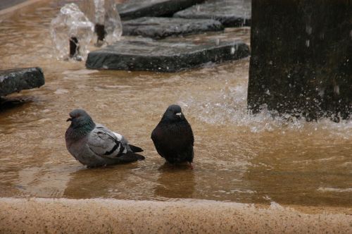 pigeons swim fountain