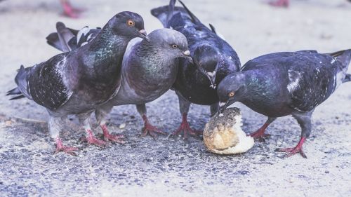 pigeons four birds