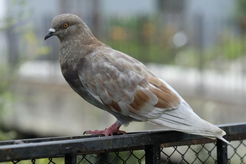 pigeons bird feathered race