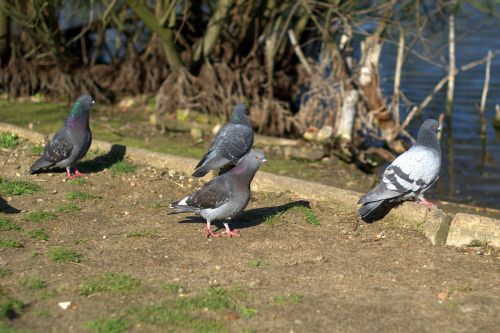 pigeons dove birds