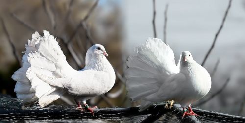 pigeons pair white